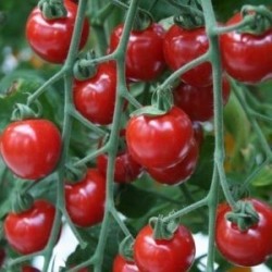 tomate Gardenberry  - cherry corazÃ³n  F1