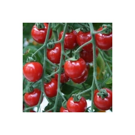 tomate Gardenberry  - cherry corazÃ³n  F1