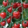 tomate Gardenberry  - cherry corazÃ³n  F1