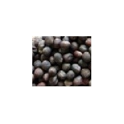 col lombarda para germinados (semillas ecolÃ³gicas)