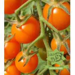 tomate mandarin orange