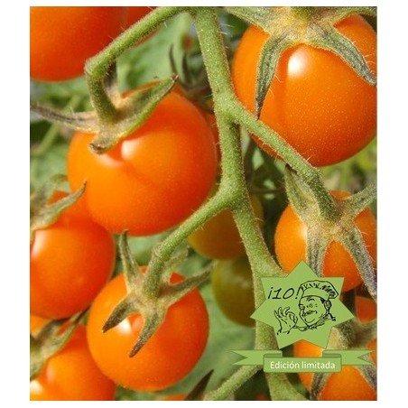 tomate mandarin orange