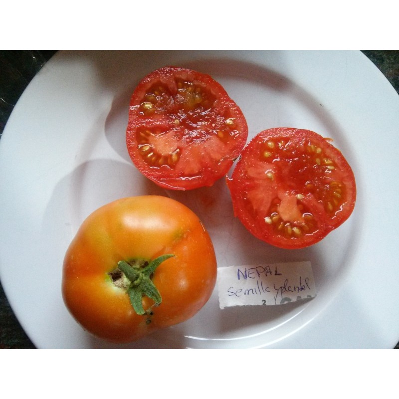 tomate Nepal