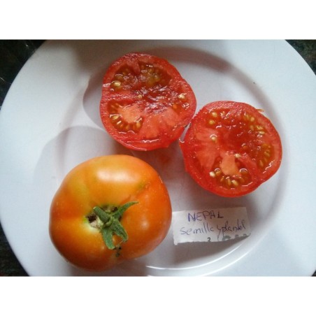 tomate Nepal
