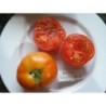 tomate Nepal