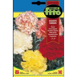 clavel gigante variado