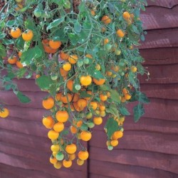 tomate tumbling Tom yellow (semillas no tratadas)