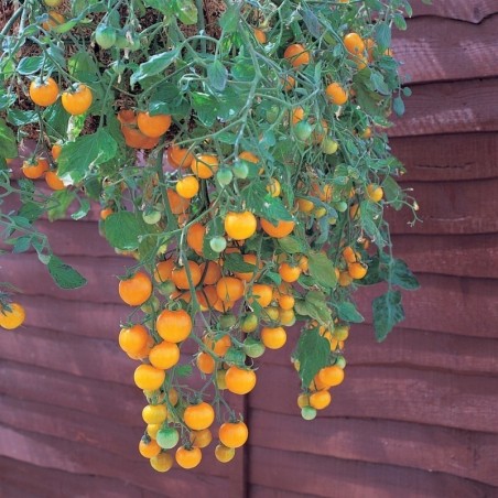 tomate tumbling Tom yellow (semillas no tratadas)