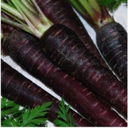 zanahoria night bird F1