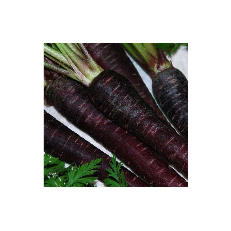 zanahoria night bird F1