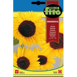 girasol ornamental