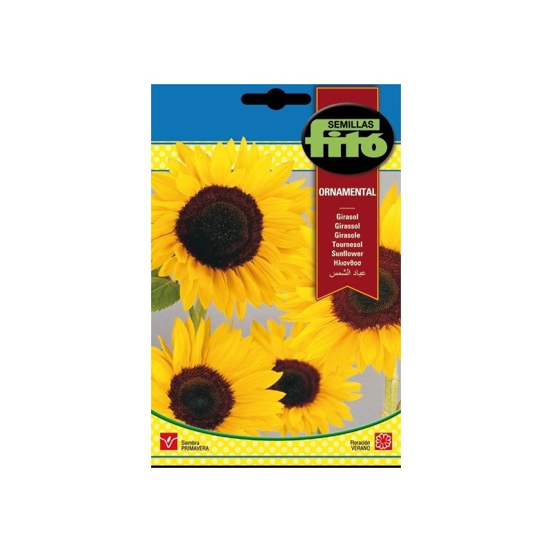 girasol ornamental