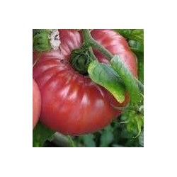 semillas de tomate soldacki