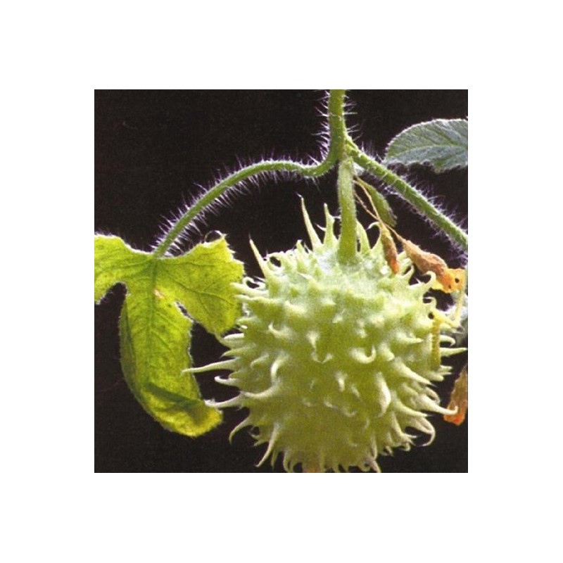 pepino de las Antillas - semillas ecologicas