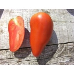 tomate federle (semillas ecolÃ³gicas)