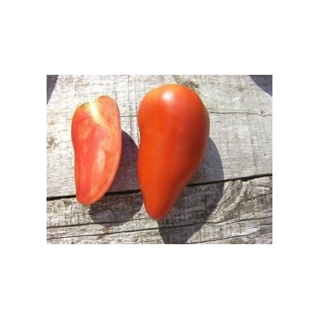 tomate federle (semillas ecolÃ³gicas)