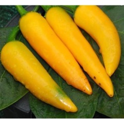 pimiento zanahoria bulgara