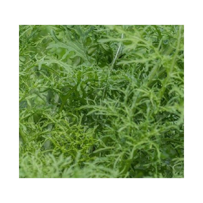 Mostaza golden frills - sin tratamiento