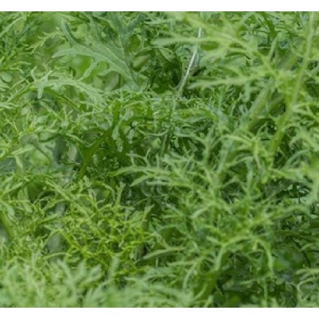 Mostaza golden frills - sin tratamiento