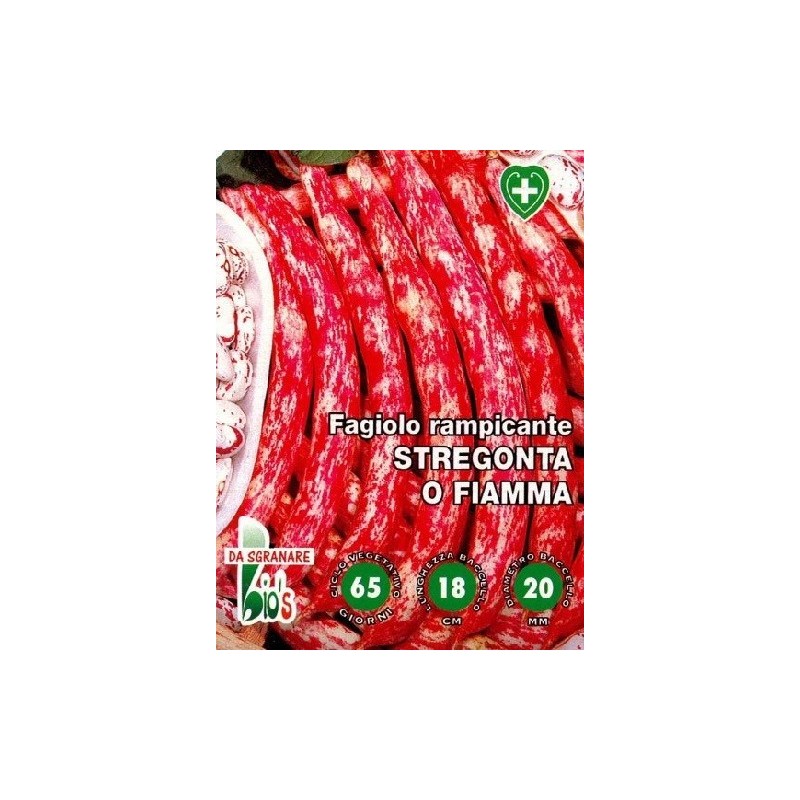 judÃ­a stregonta enrame - semillas ecolÃ³gicas