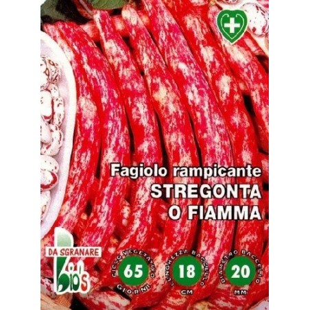 judÃ­a stregonta enrame - semillas ecolÃ³gicas