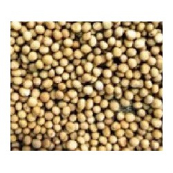 mostaza blanca para germinados (semillas ecolÃ³gicas)