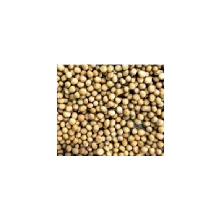 mostaza blanca para germinados (semillas ecolÃ³gicas)