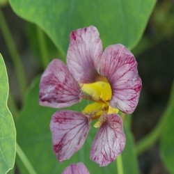 Capuchina purple emperor - semillas no tratadas