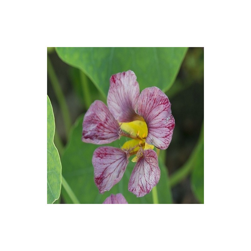 Capuchina purple emperor - semillas no tratadas