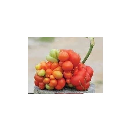 semillas de tomate KIRSCHKLUMPEN