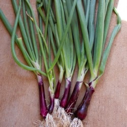 Cebollino JaponÃ©s Rojo (Welsh Onion) Naturnoa