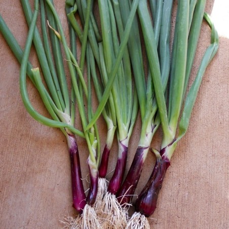 Cebollino JaponÃ©s Rojo (Welsh Onion) Naturnoa