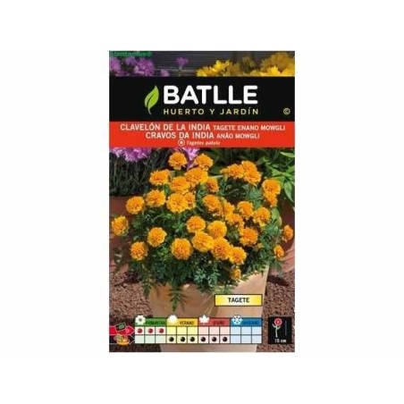 Tagete enano Mougli