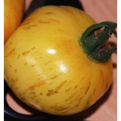tomate white zebra