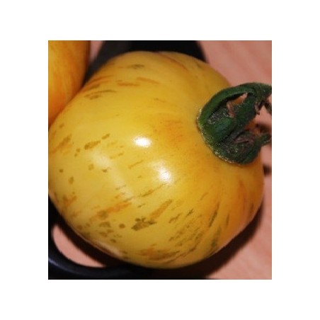 tomate white zebra