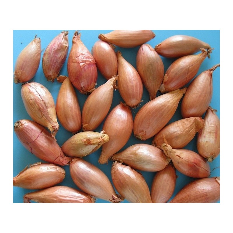 bulbos de cebolla amarilla  stoccarda - ecolÃ³gico