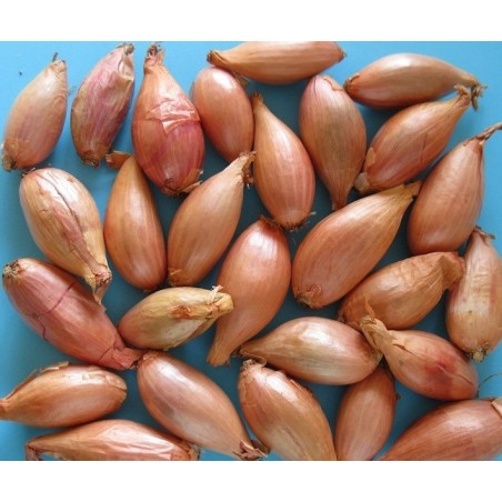 bulbos de cebolla amarilla  stoccarda - ecolÃ³gico