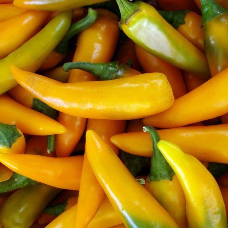 Pimiento Picante Bulgarian Carrot - semillas no tratadas