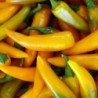 Pimiento Picante Bulgarian Carrot - semillas no tratadas