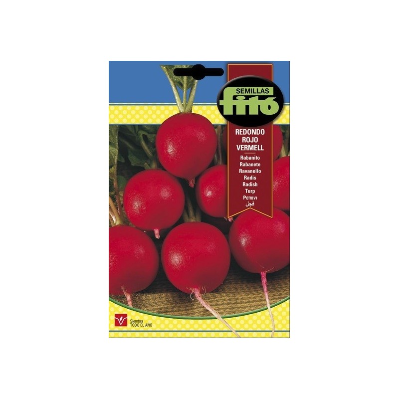 rabanito redondo rojo Vermell