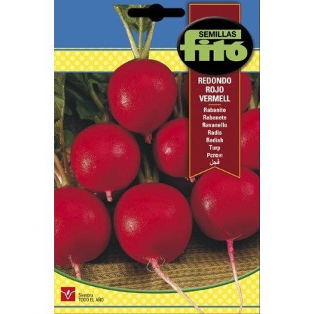 rabanito redondo rojo Vermell
