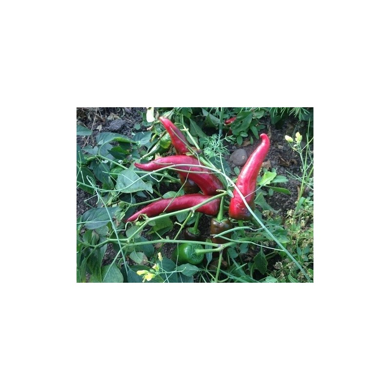 pimiento pixie hat paprika (semillas ecolÃ³gicas)