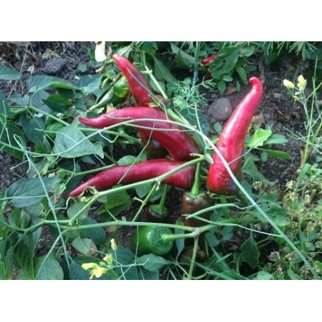 pimiento pixie hat paprika (semillas ecolÃ³gicas)