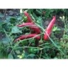 pimiento pixie hat paprika (semillas ecolÃ³gicas)