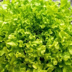 lechuga green salad bolw - semillas no tratadas