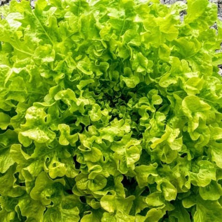 lechuga green salad bolw - semillas no tratadas