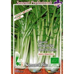 achicoria catalogna dentada (semillas ecolÃ³gicas)