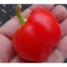 Pimiento bola de Turquia - semillas no tratadas