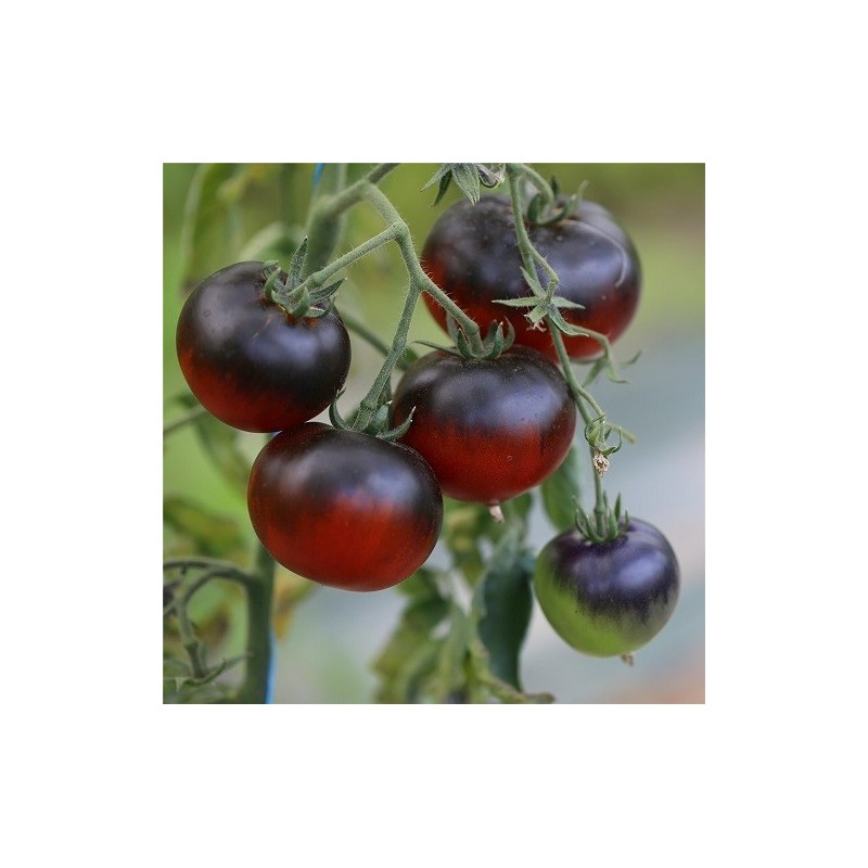 Tomate azul bosque blue - semillas no tratadas