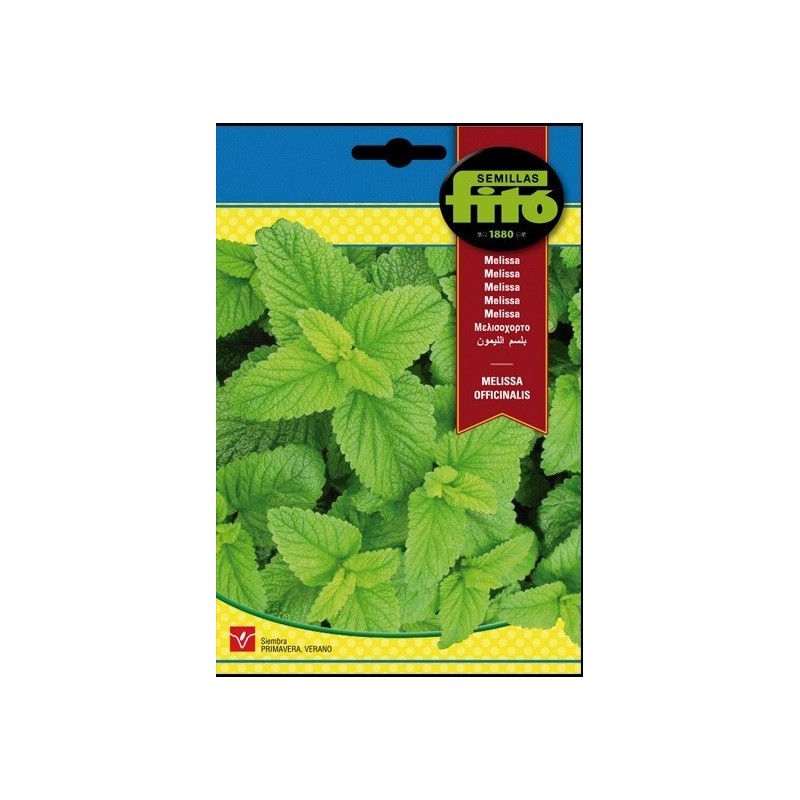 Melisa - Toronjil (Melissa officinalis)